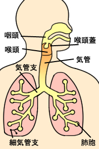 肺画像