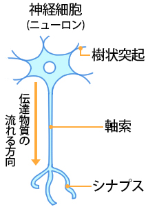 ニューロンの図