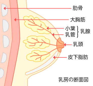 乳房の断面図