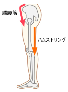ハムストリングの図