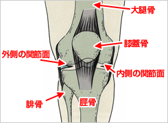 膝の解剖