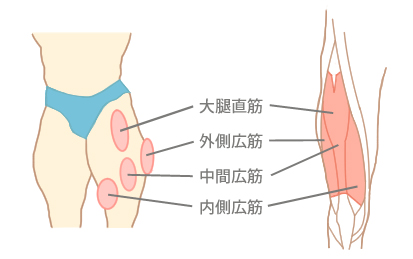 脚の筋肉の図