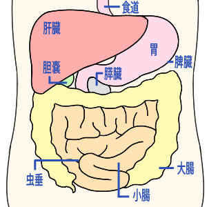 内臓画像