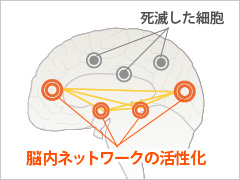 脳内ネットワーク